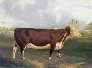 unknow artist Cow 145 France oil painting artist